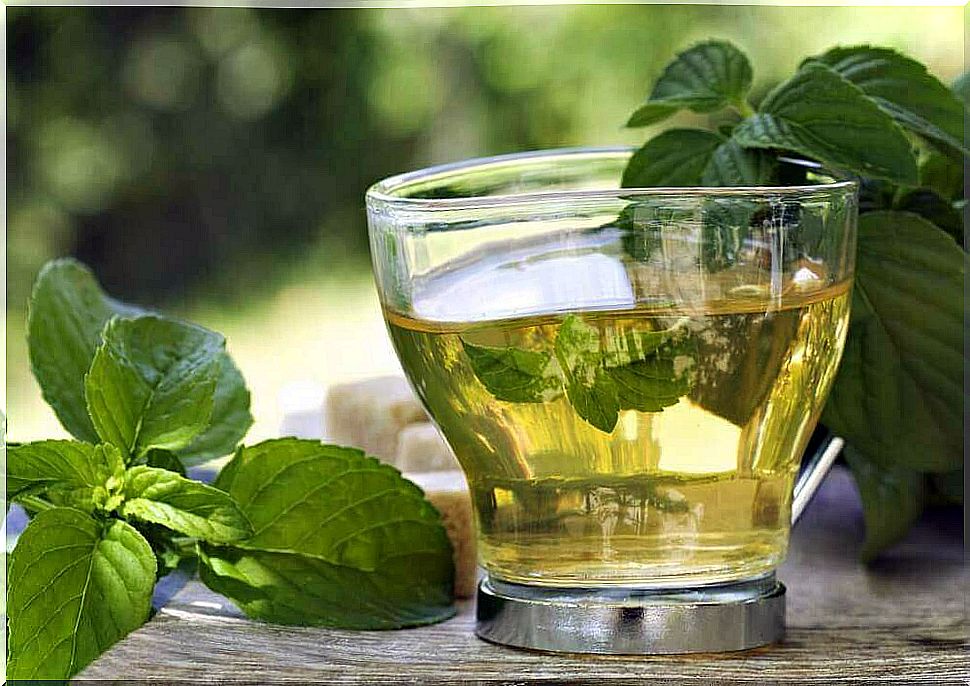 Green tea to lose weight