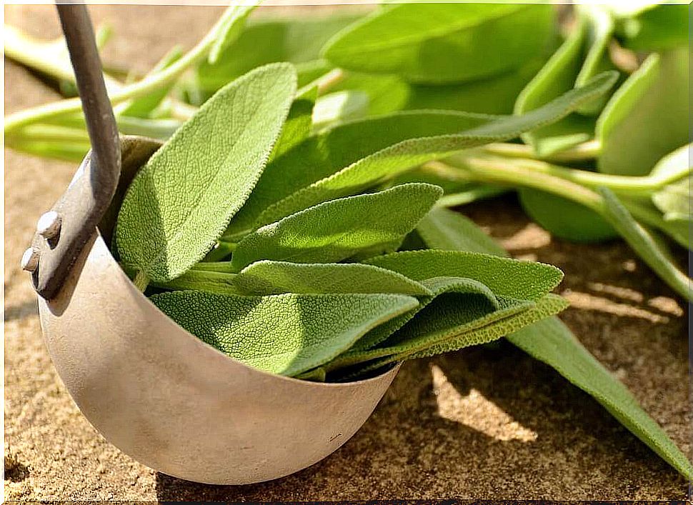 Salvia leaves