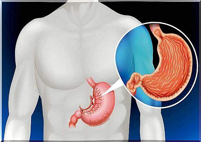 human stomach