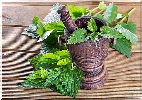 Nettle tea to take care of bone health