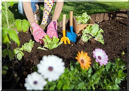 7 ways to use vinegar in the garden