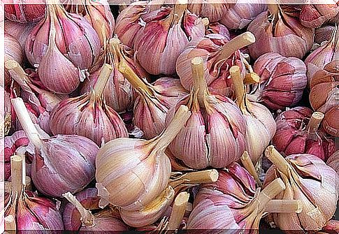 garlic