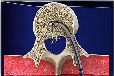 lumbar vertebra