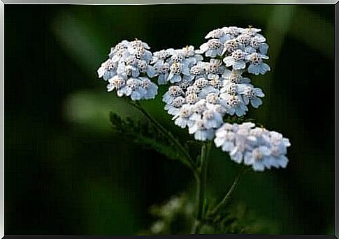 Everything you need to know about yarrow tea