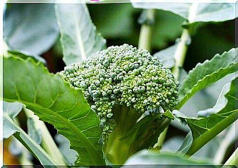 How-to-include-broccoli-en-tu-dieta-500x332