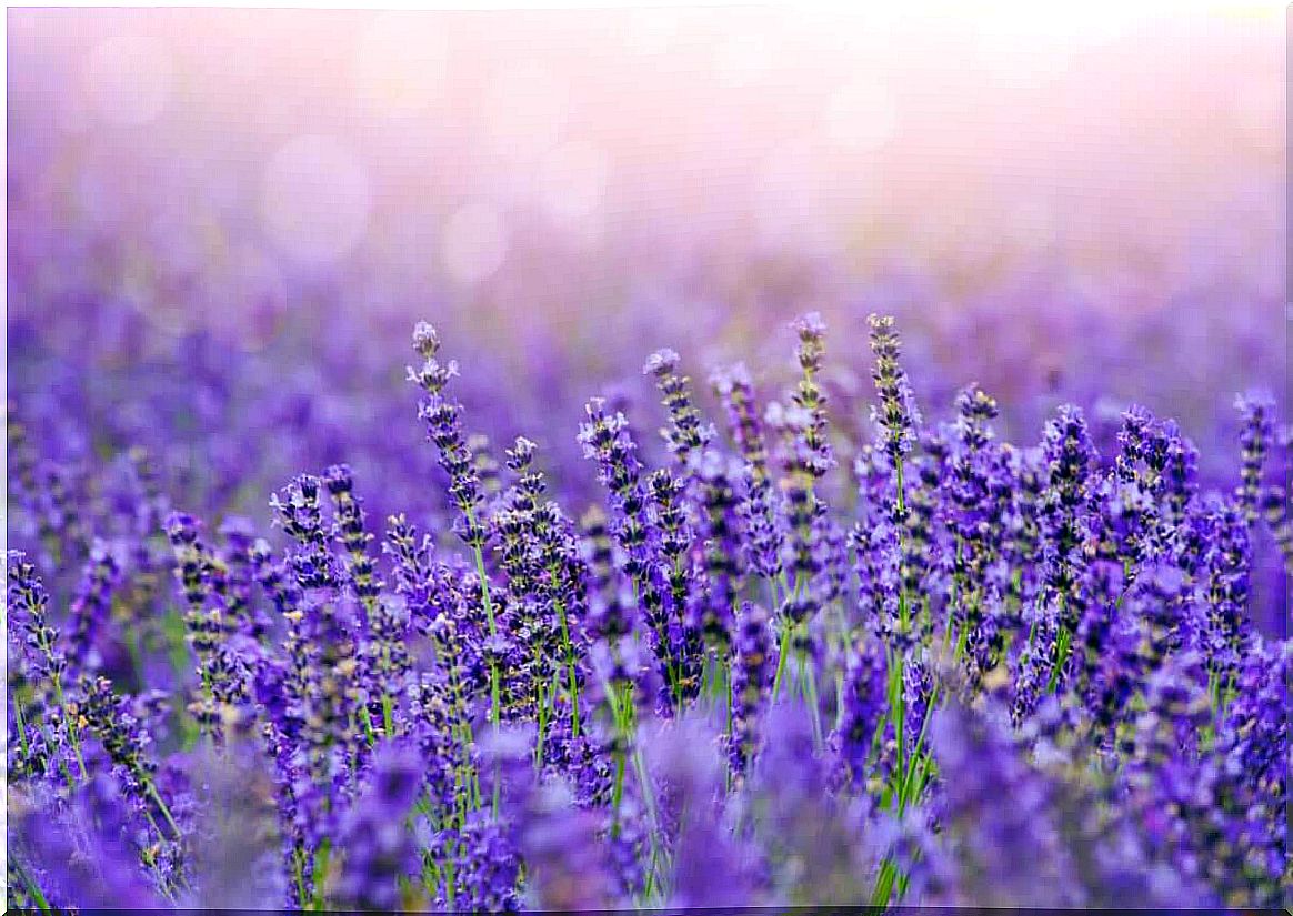 lavender plantation