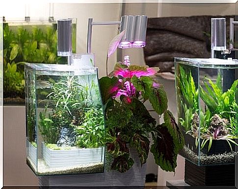 How to make your own terrarium lamps at home