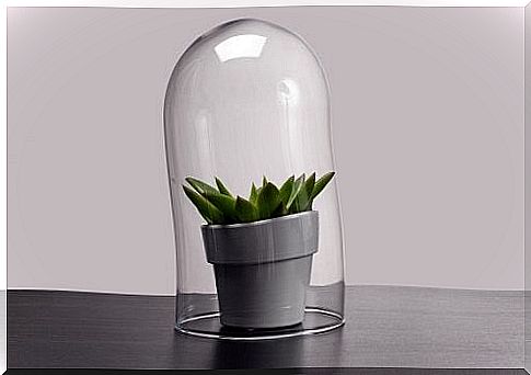 Terrarium lamps