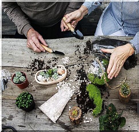 Preparing a homemade terrarium