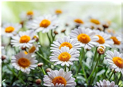 Chamomile for toothache