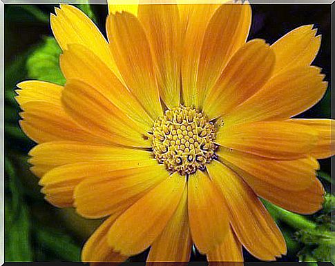 calendula tea helps reduce inflammation