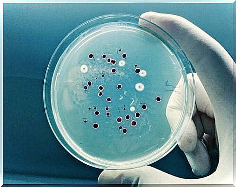 fungus analysis